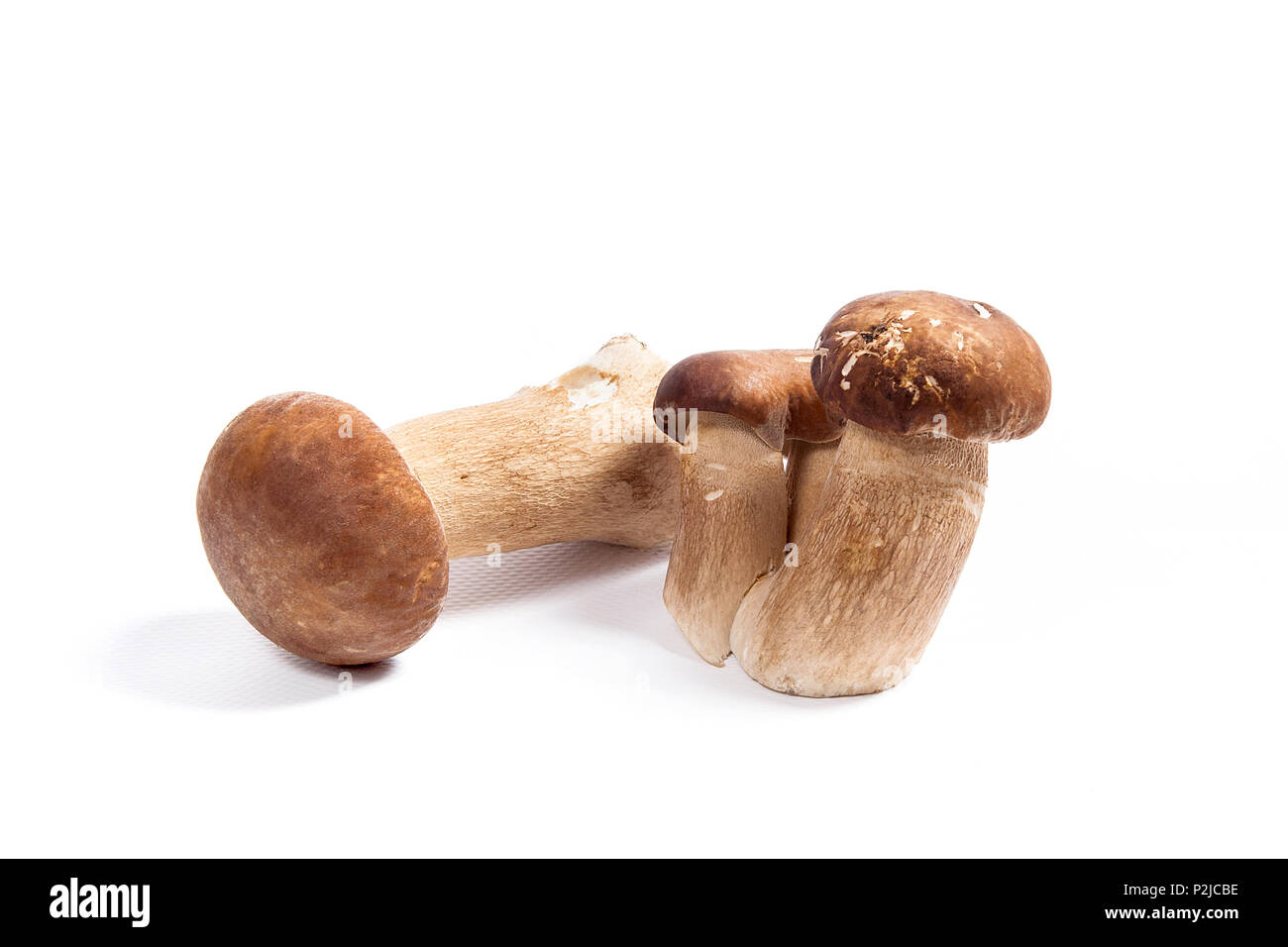 Récolté à l'automne des champignons comestibles boletus edulis (cèpes) connu sous le nom de cèpes isolé sur fond blanc. Banque D'Images