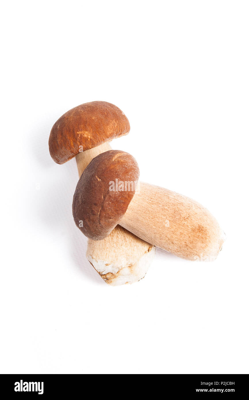 Récolté à l'automne des champignons comestibles boletus edulis (cèpes) connu sous le nom de cèpes isolé sur fond blanc. Banque D'Images