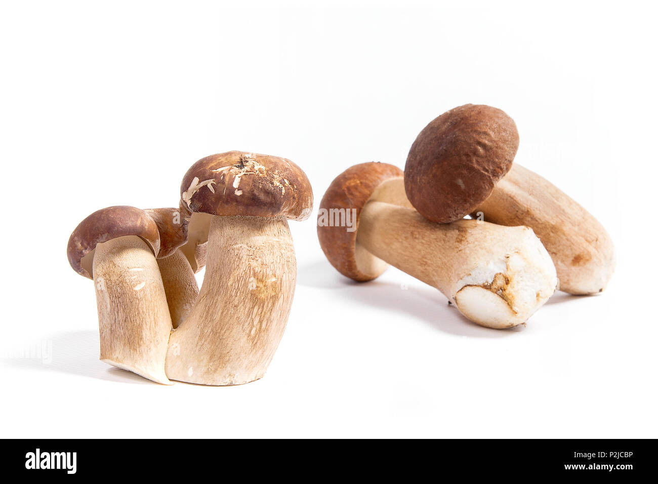 Récolté à l'automne des champignons comestibles boletus edulis (cèpes) connu sous le nom de cèpes. Cèpes à l'avant et à l'arrière plusieurs b Banque D'Images