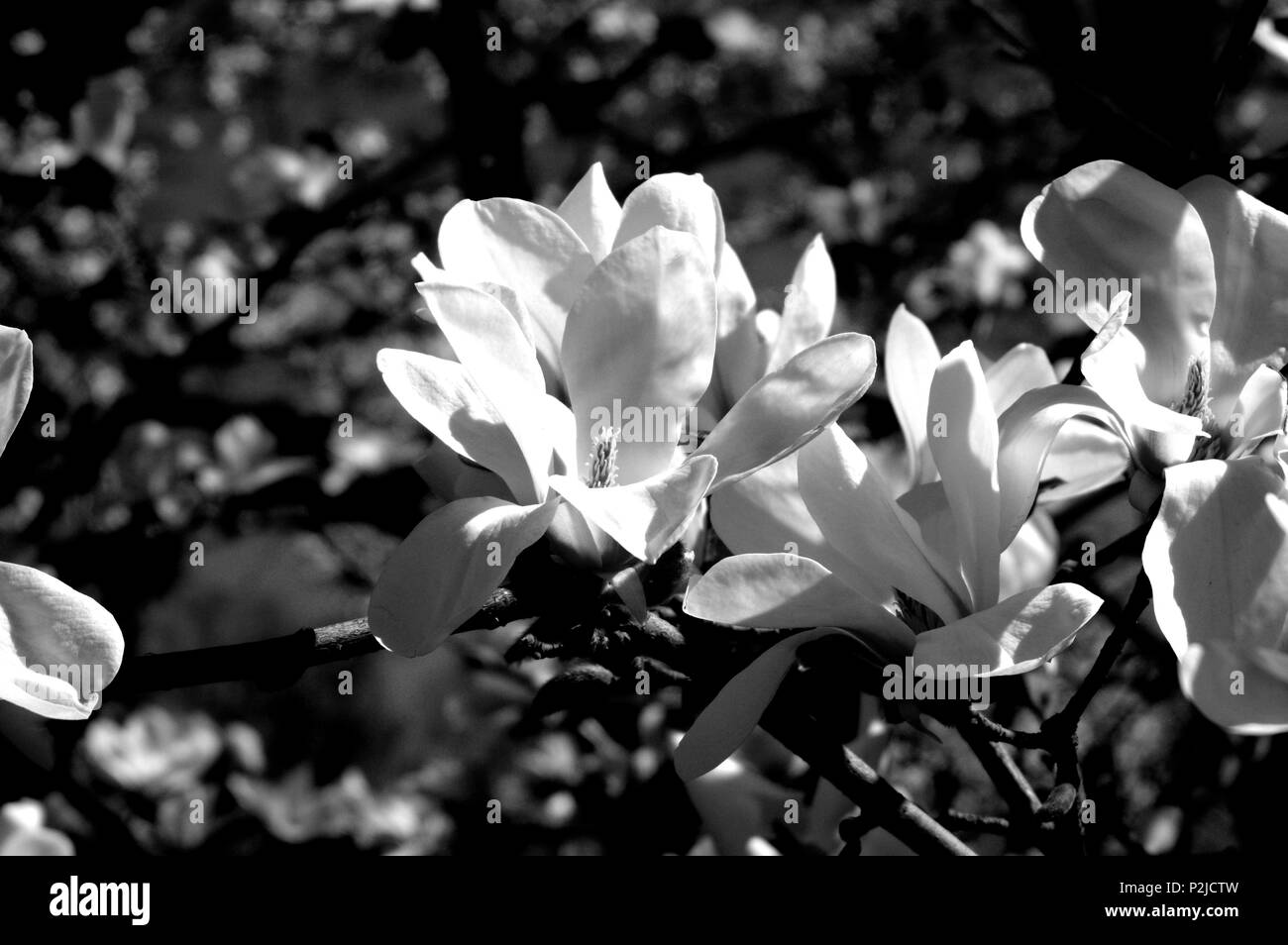 De nombreuses fleurs, roses magnolias au printemps Banque D'Images