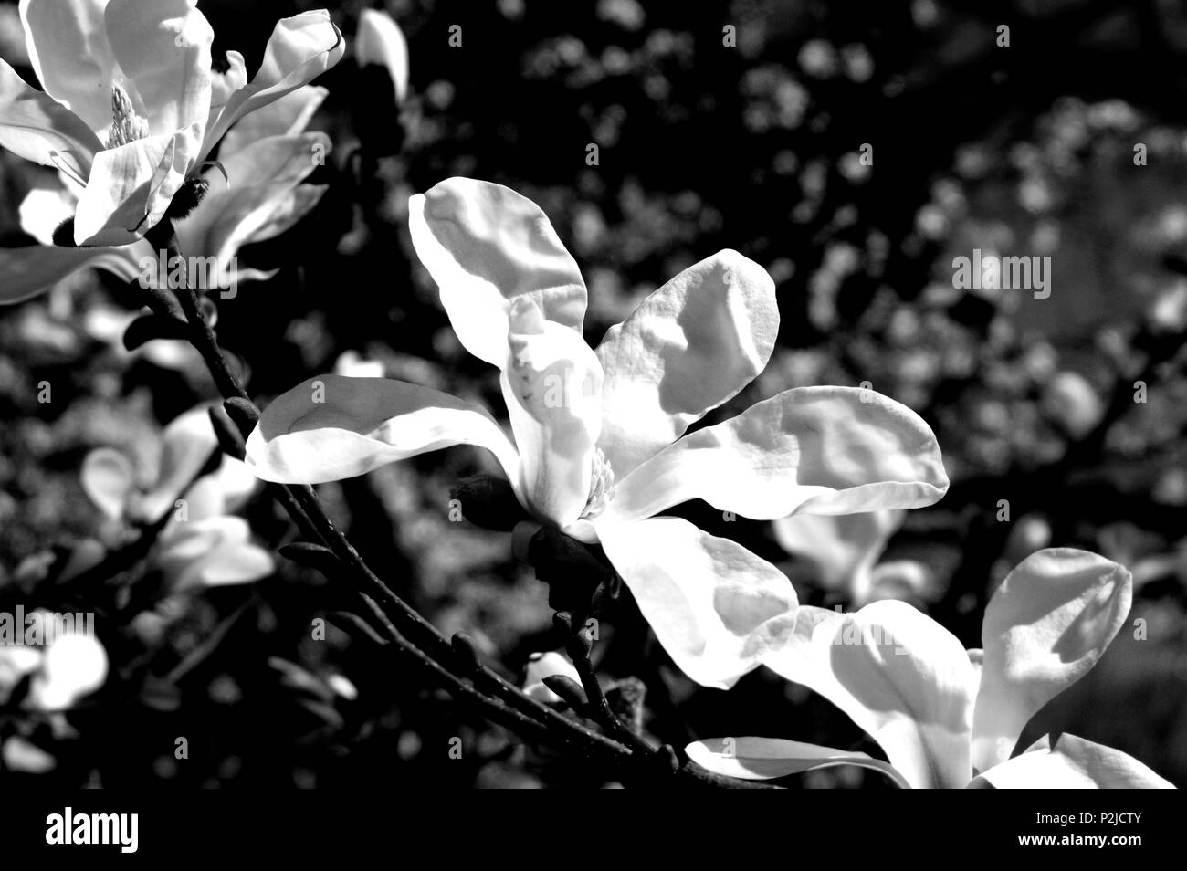 De nombreuses fleurs, roses magnolias au printemps Banque D'Images