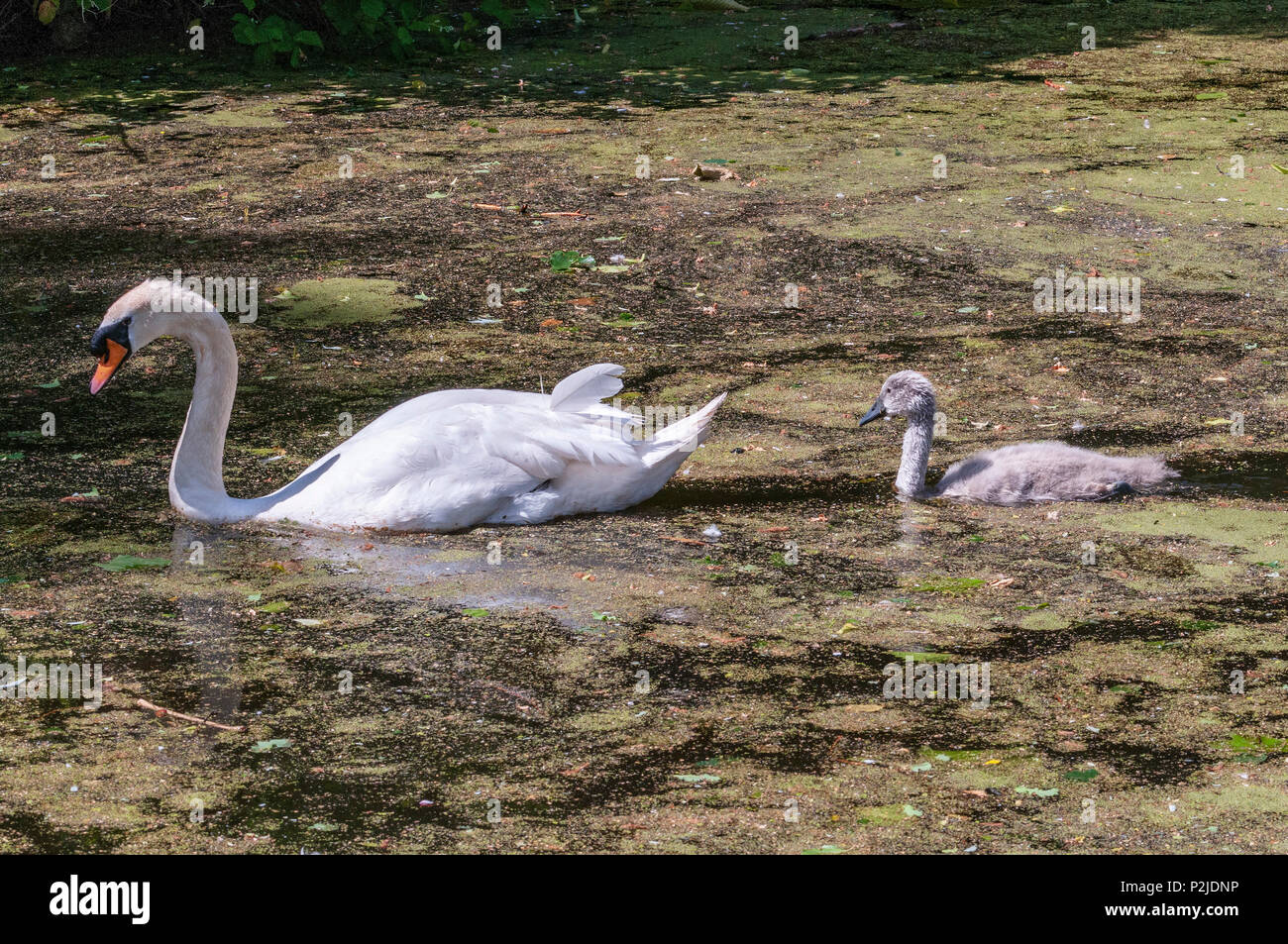 Les parents et la famille cygne muet cygnets sur le canal de Sankey. Banque D'Images