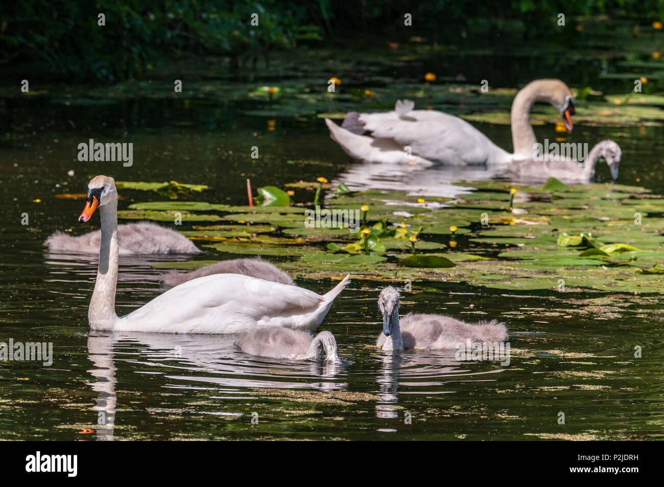 Les parents et la famille cygne muet cygnets sur le canal de Sankey. Banque D'Images