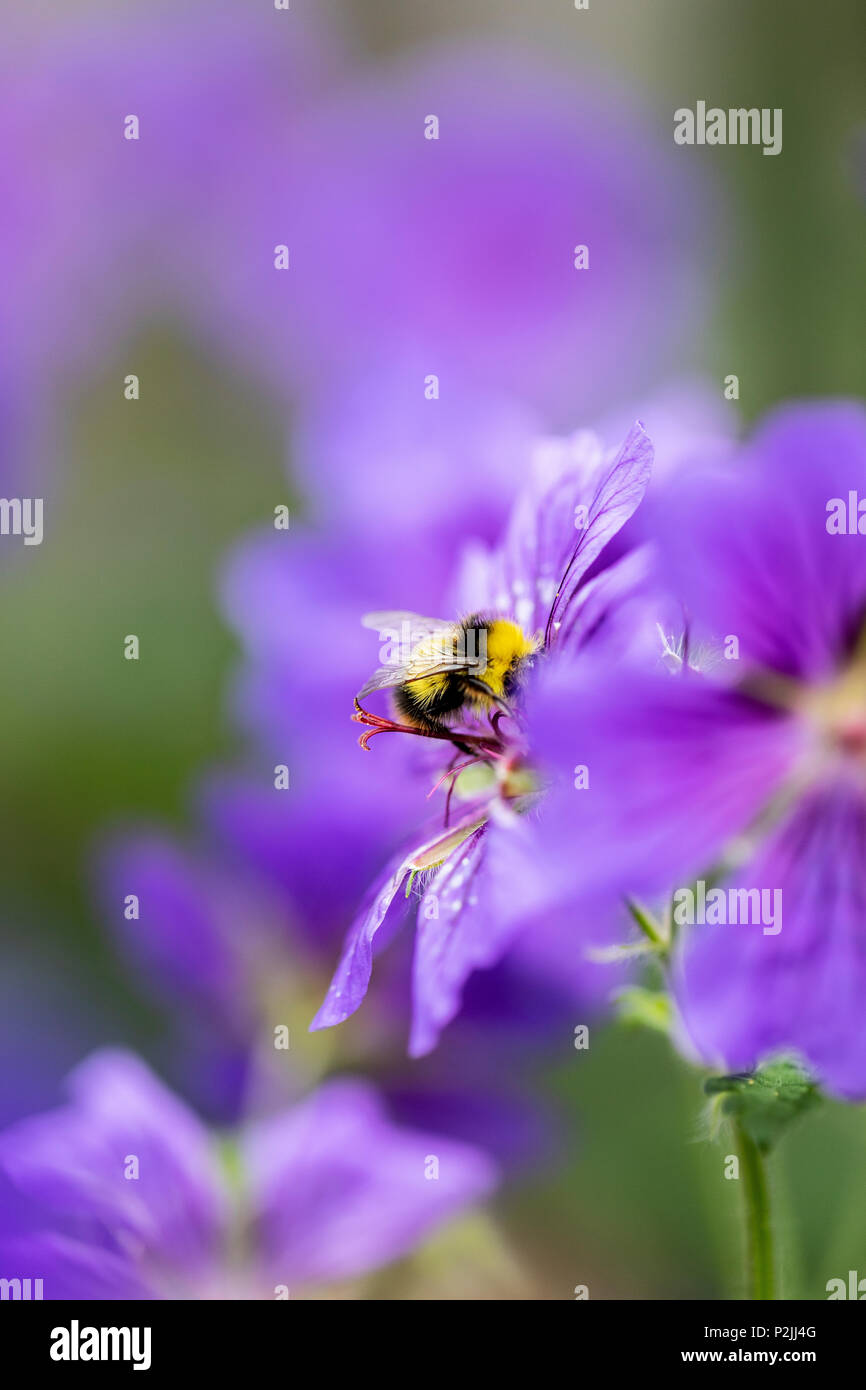 Une abeille la collecte du pollen d'une fleur de géranium bleu dans un jardin anglais en été Banque D'Images