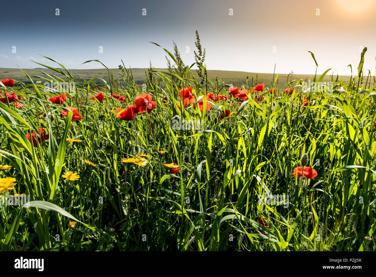 Coquelicot Papaver rhoeas fleurs de maïs et Glebionis segetum poussant dans un champ au champs arables Projet sur West Pentire à Newquay en Cornouailles. Banque D'Images