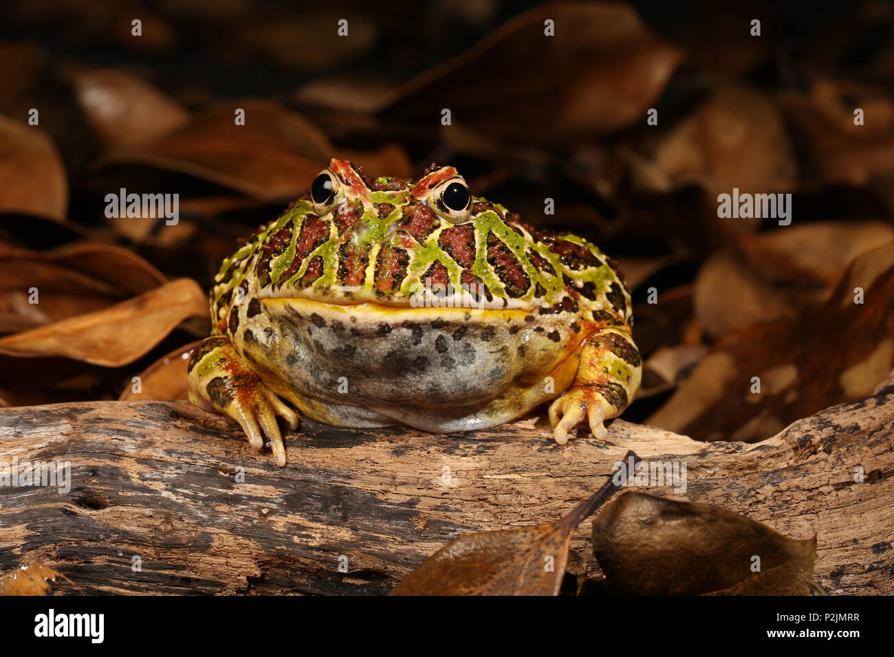 Grenouille cornée Argentine (Ceratophrys ornata) Banque D'Images