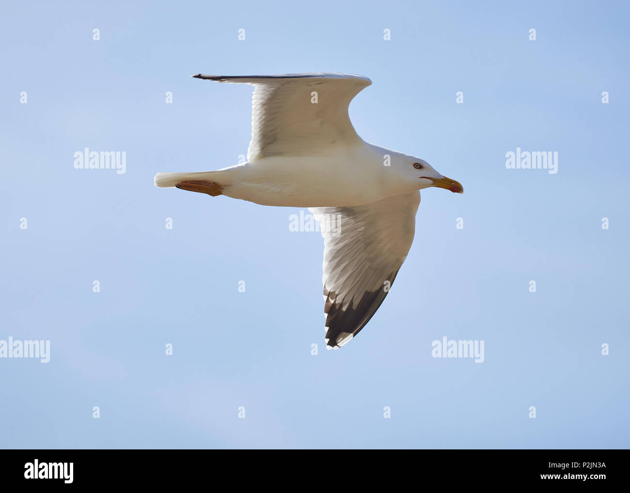 Un goéland pontique (Larus michahellis) voler contre un ciel bleu dans le Parc Naturel de Ses Salines (Formentera, Iles Baléares, Espagne) Banque D'Images