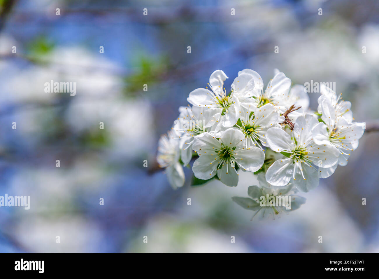 Belle fleur de cerisier (Cerasus avium) au printemps avec ciel bleu. Banque D'Images