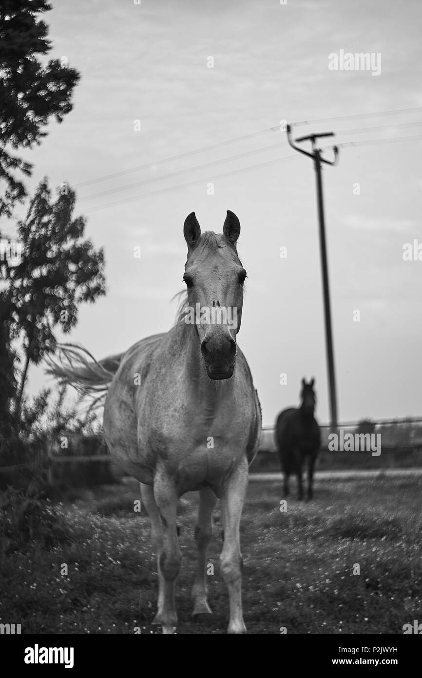 Cheval blanc sur un pâturage Banque D'Images