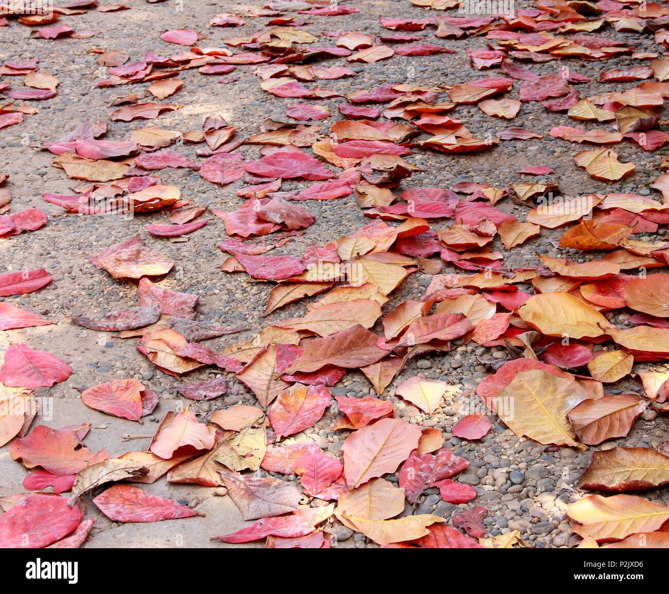 Les feuilles d'Amandes indiennes, feuillage feuille sèche dans la rue chaussée Banque D'Images