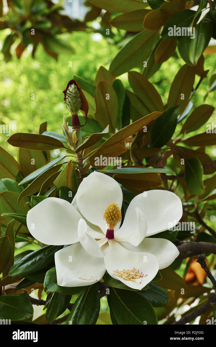 L'arbre en fleurs de la Magnolia grandiflora également connu sous le nom de Southern  Magnolia Photo Stock - Alamy