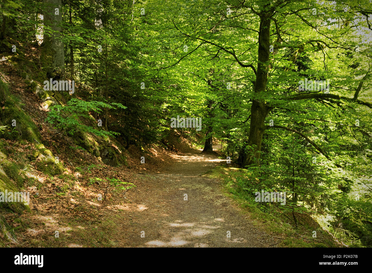 Paysage de campagne pittoresque dans la Forêt-Noire : la randonnée à travers la forêt verte avec une vue superbe au printemps près de Allerheiligen dans la partie nord de t Banque D'Images