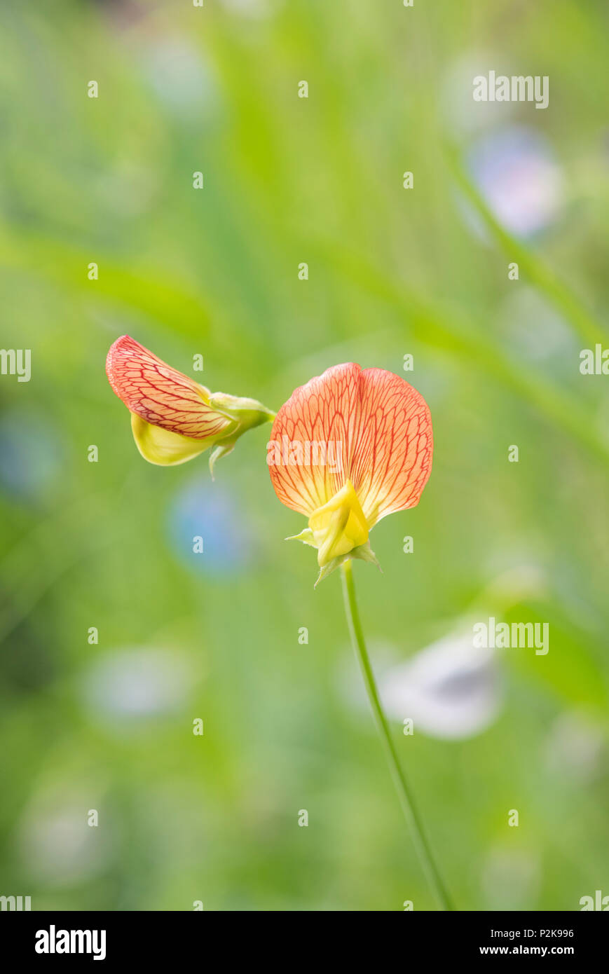 Lathyrus belinensis 'Goldmine'. La floraison du pois Belin en juin. UK Banque D'Images