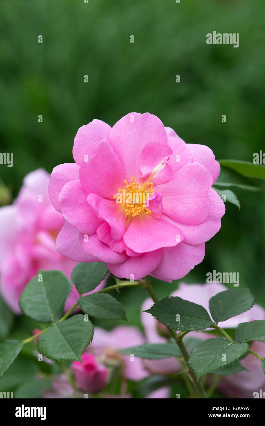 Rosa 'Cariad' / Auspanier. Rosier anglais arbustif Banque D'Images