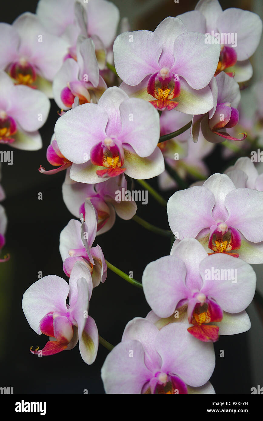 Orchidées roses et blanches en close up Banque D'Images