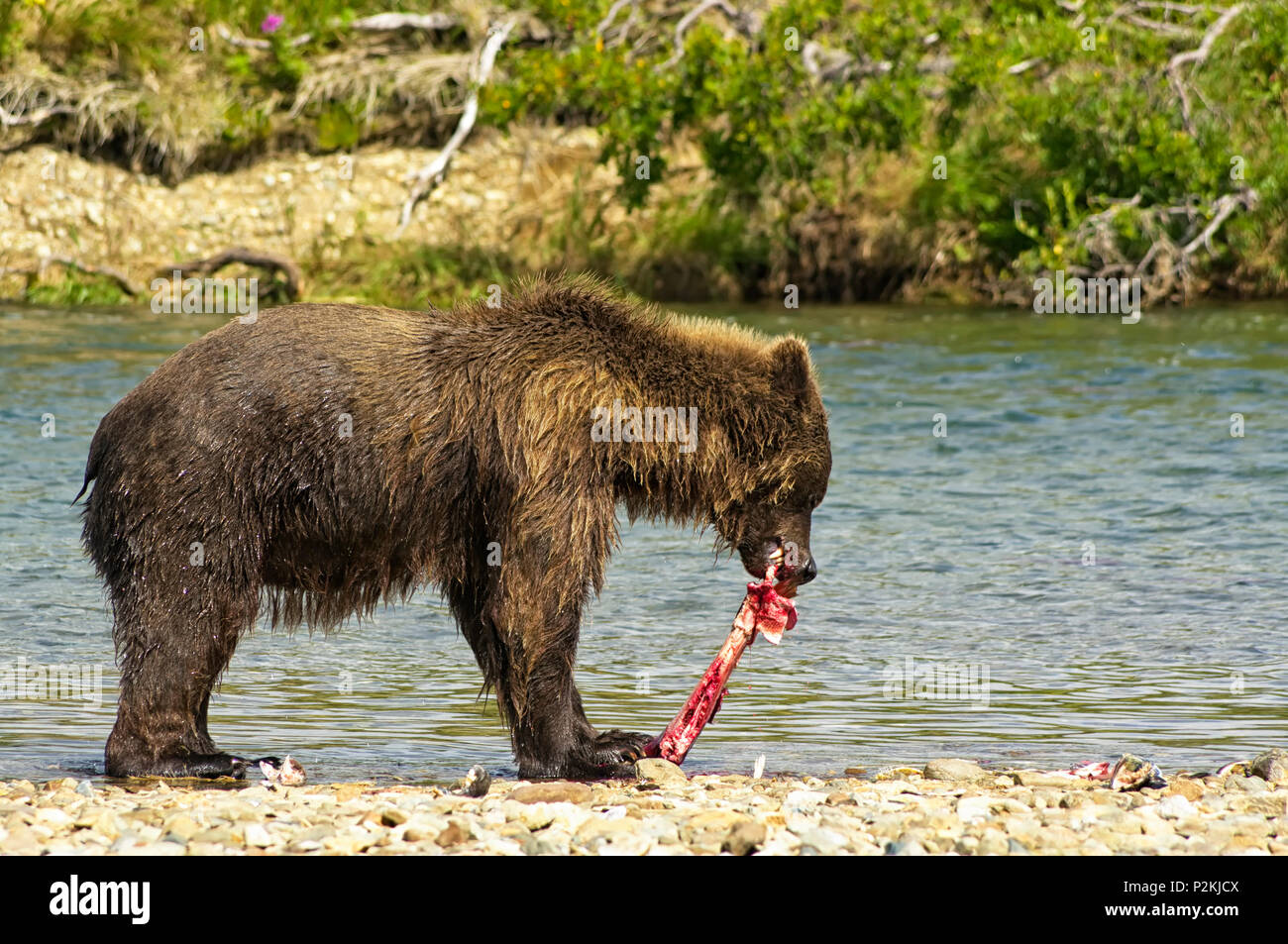 Un ours brun géant anéantira manger un saumon dans une rivière de la péninsule de l'Alaska Katmai,. Ours sur le bord d'une rivière, des saumons de l'alimentation Banque D'Images