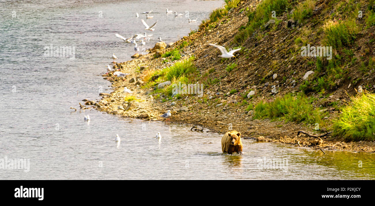 Un gros ours brun marche dans une rivière de la péninsule de l'Alaska Katmai,. Ours à salmons dans une rivière d'Alaska Banque D'Images