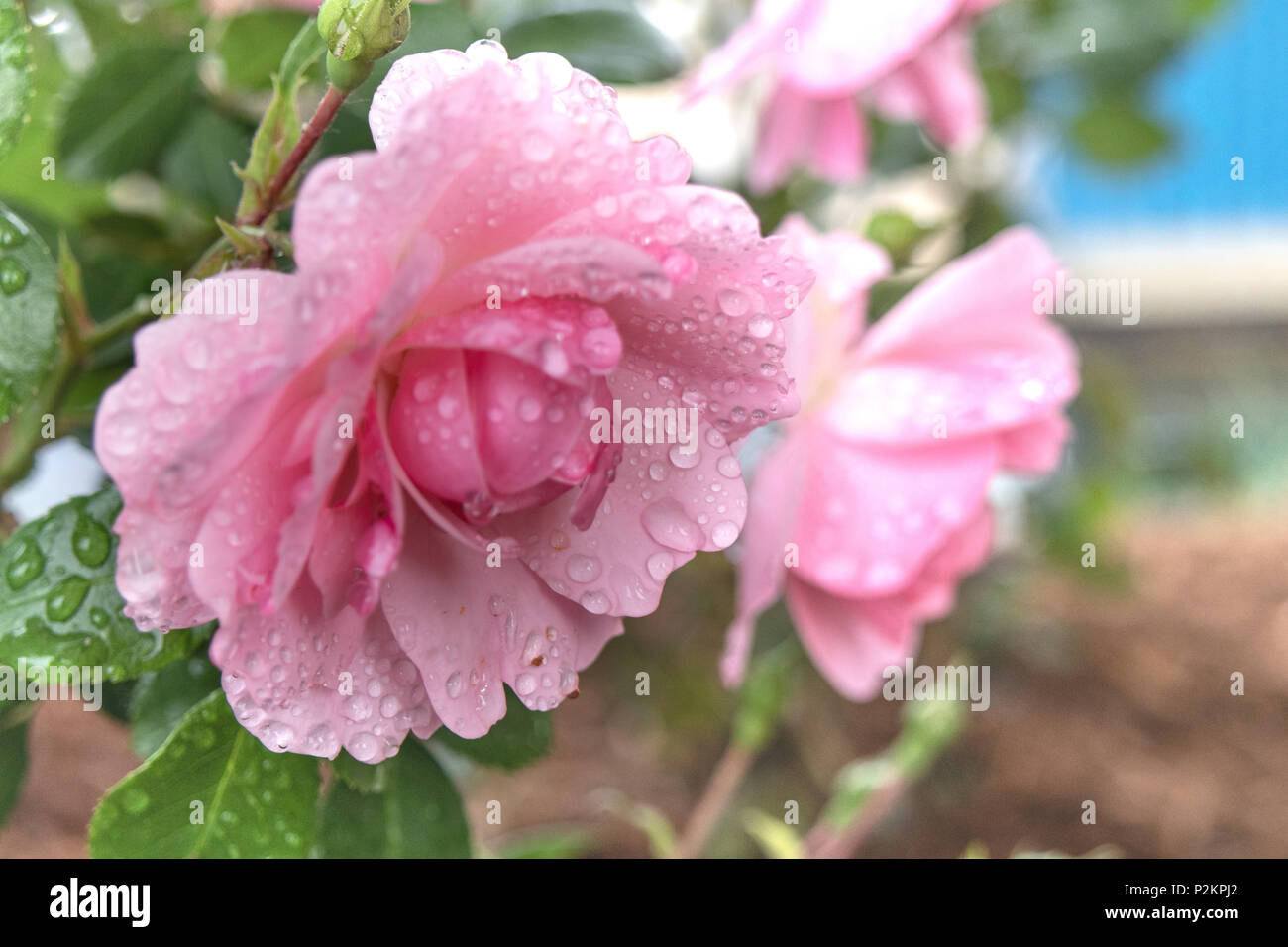 Gouttes de pluie sur belle rose rose en pleine floraison au printemps. Banque D'Images