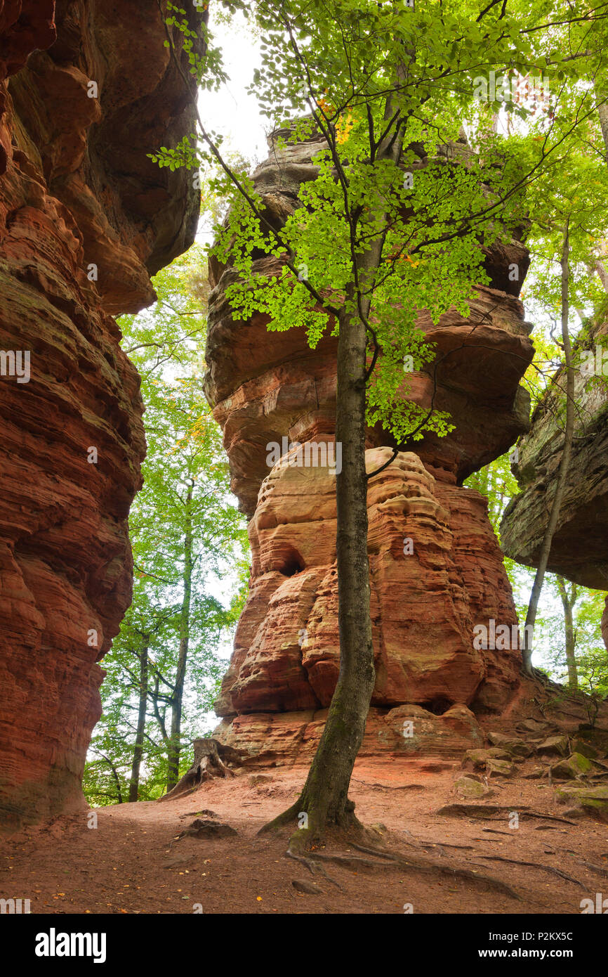 Rock formation Altschlossfelsen, près de Eppenbrunn, parc naturel de la Forêt du Palatinat, Rhénanie-Palatinat, Allemagne Banque D'Images