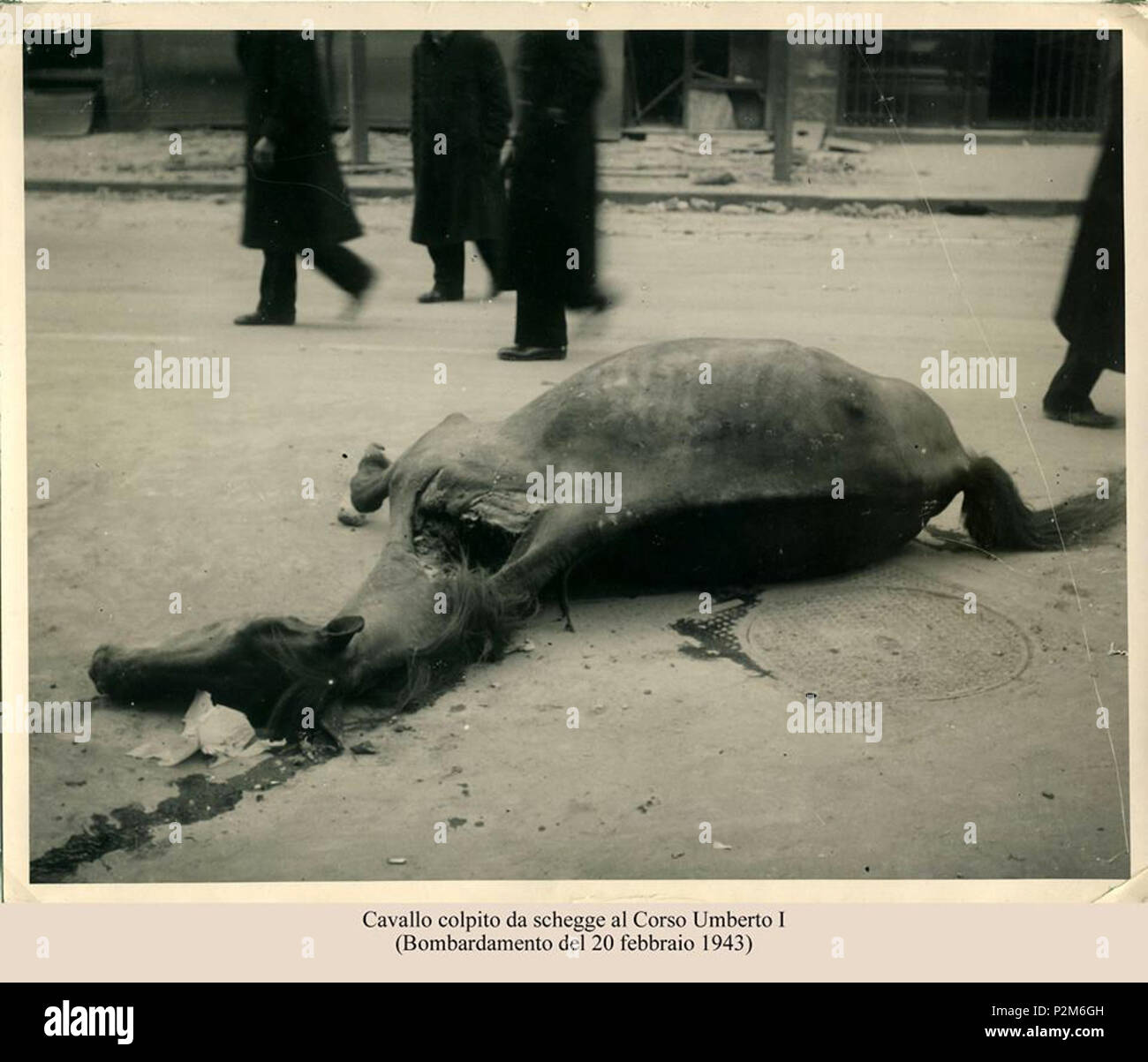 . Italiano : Napoli - 'Cavallo colpito da schegge al Corso Umberto I (Bombardamento del 20 febbraio 1943)'. Autore sconosciuto. 20 février 1943. Inconnu 59 Napoli 1943, Corso Umberto, cavallo Banque D'Images