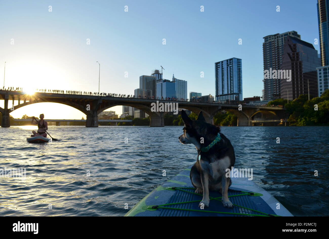 Un chien sur un paddle board Montres femme sur un paddle board tout en flottant sur le lac Ladybird comme une foule se rassemble pour regarder les chauves-souris apparaissent. Congrès Ave Banque D'Images