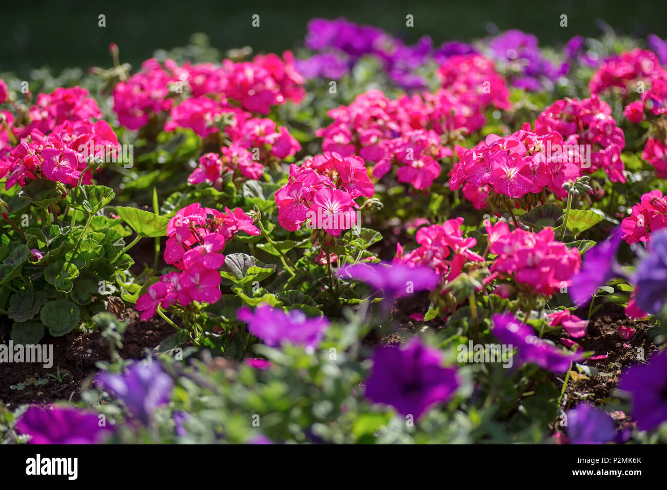 Géraniums rose dans un jardin d'été. Banque D'Images