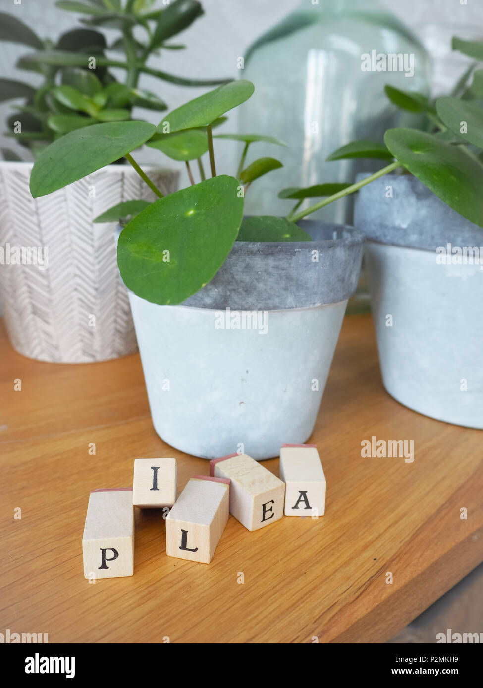 Usine de missionnaire ou pilea peperomioides ( Utrticaceae) sur une table en bois avec cubes de lettrage Banque D'Images