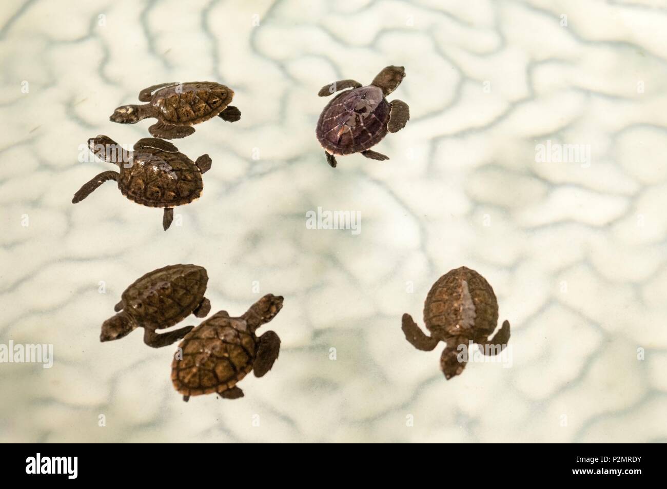 Caraïbes, Petites Antilles, Saint Vincent et les Grenadines, l'île de Bequia, Spring Bay, la tortue imbriquée (Eretmochelys imbricata) à Old Hegg Turtle Sanctuary Banque D'Images