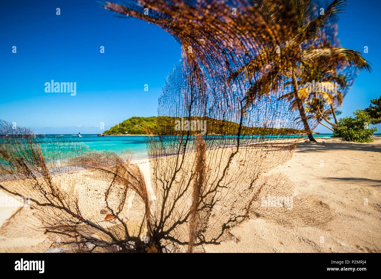 Caraïbes, Petites Antilles, Saint Vincent et les Grenadines, Petit Rameau, l'île de Tobago Cays, corail Gorgone échoués sur la plage en premier plan Banque D'Images