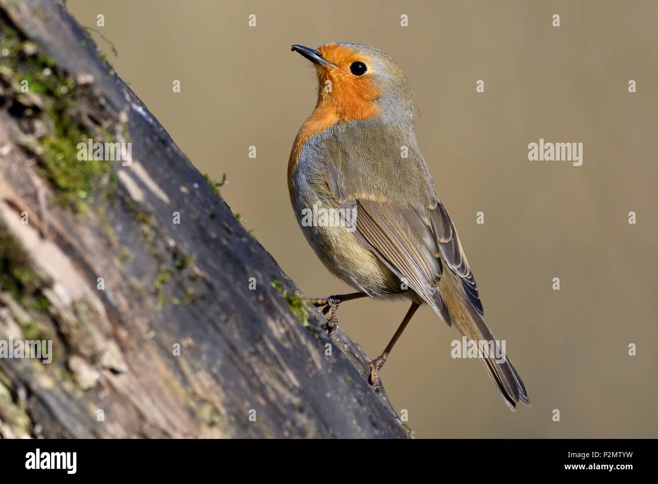 France, Doubs, le rouge gorge familier (Erithacus rubecula aux abords) sur une souche, l'hiver Banque D'Images