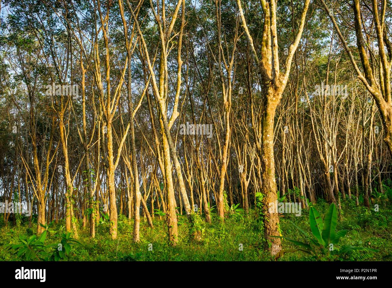 La Thaïlande, la province de Trang, Ko Mook island, de l'arboriculture en caoutchouc Banque D'Images