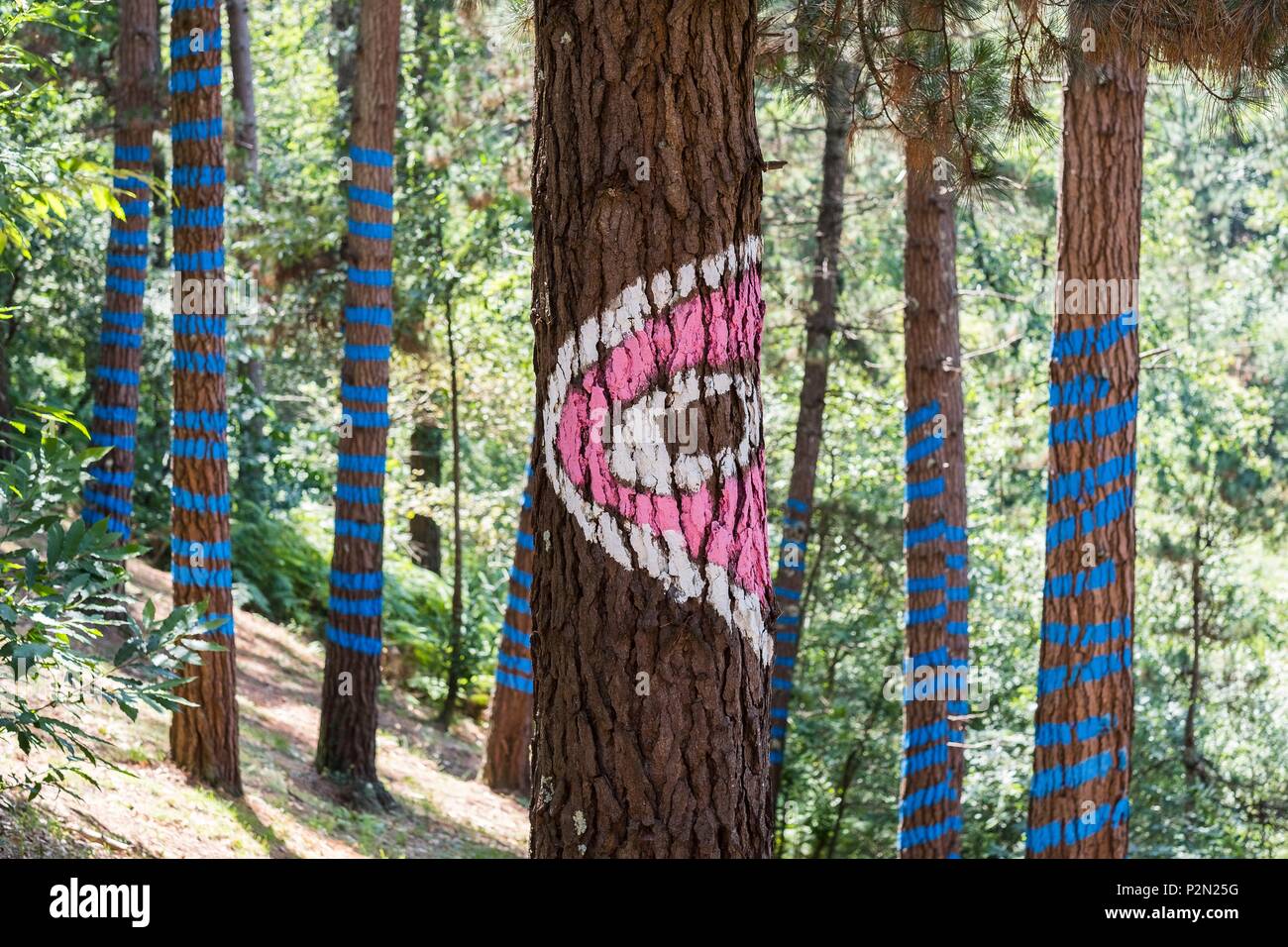Espagne, Pays Basque, Kortezubi, la forêt d'Oma, créé en 1984 par le sculpteur et peintre Agustín Ibarrola (Bilbao), est un espace magique où l'art devient partie intégrante de la nature, l'artiste a laissé des traces sur les arbres et les pierres d'établir un lien entre le travail des artistes et celle de Paléolithique artistes moderne dédié à l'art des terres Banque D'Images