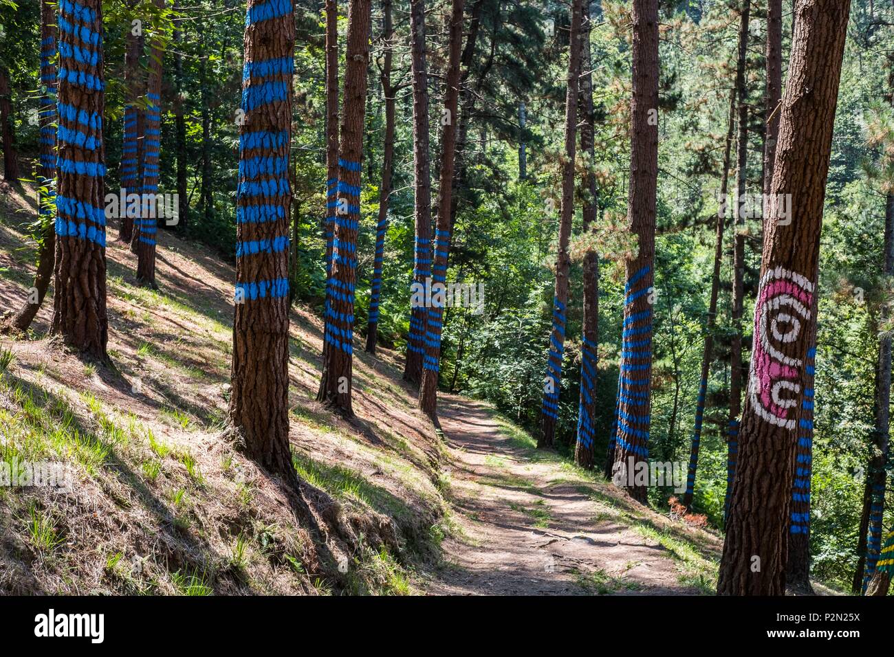 Espagne, Pays Basque, Kortezubi, la forêt d'Oma, créé en 1984 par le sculpteur et peintre Agustín Ibarrola (Bilbao), est un espace magique où l'art devient partie intégrante de la nature, l'artiste a laissé des traces sur les arbres et les pierres d'établir un lien entre le travail des artistes et celle de Paléolithique artistes moderne dédié à l'art des terres Banque D'Images