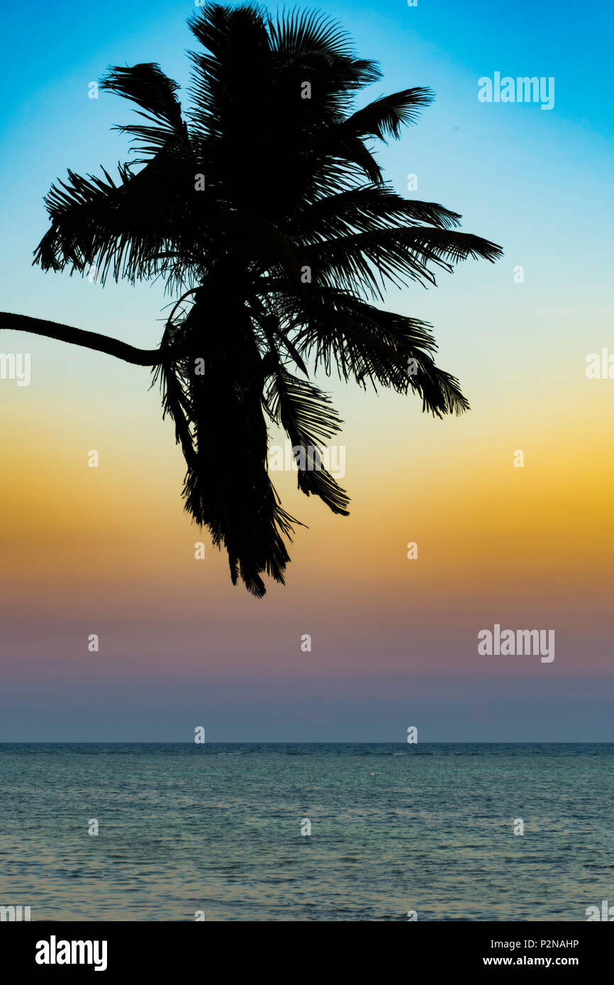 Palm Tree Sunset Banque D'Images