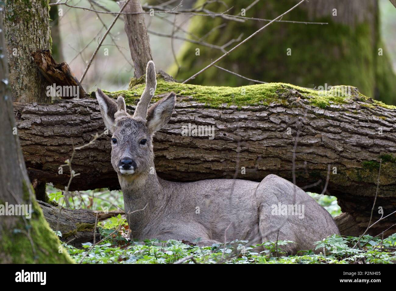 France, Doubs, le chevreuil (Capreolus capreolus), printemps, brocade — free download