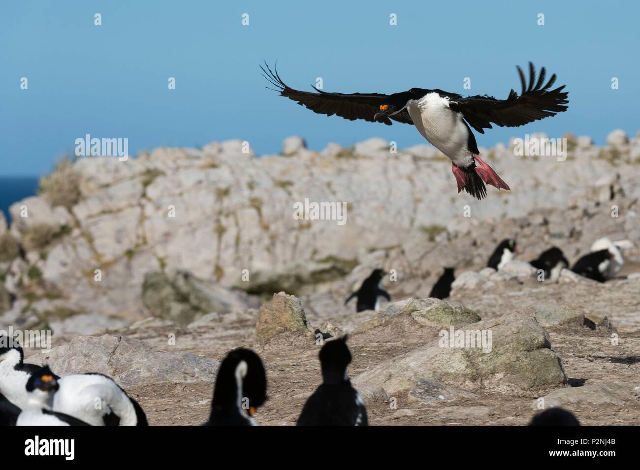 Îles Falkland, Pebble Island, à l'atterrissage, Leucocarbo atriceps, An imperial shag Banque D'Images