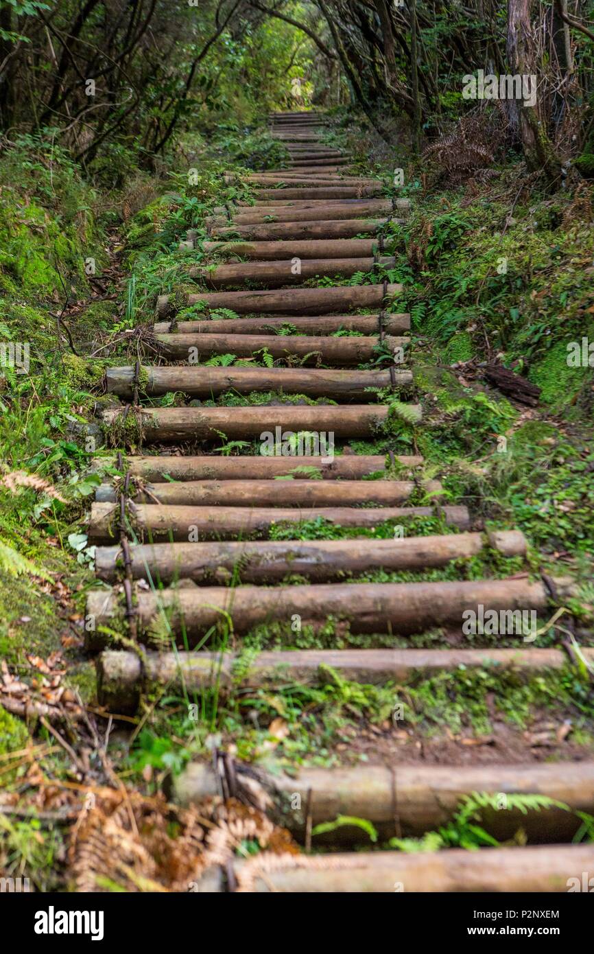 Le Portugal, l'île de Madère, trek de Portela à Ribeiro Frio le long de la Levada Da Portela, au coeur de la forêt de Laurissilva ou forêt laurifère classée au Patrimoine Mondial par l'UNESCO Banque D'Images