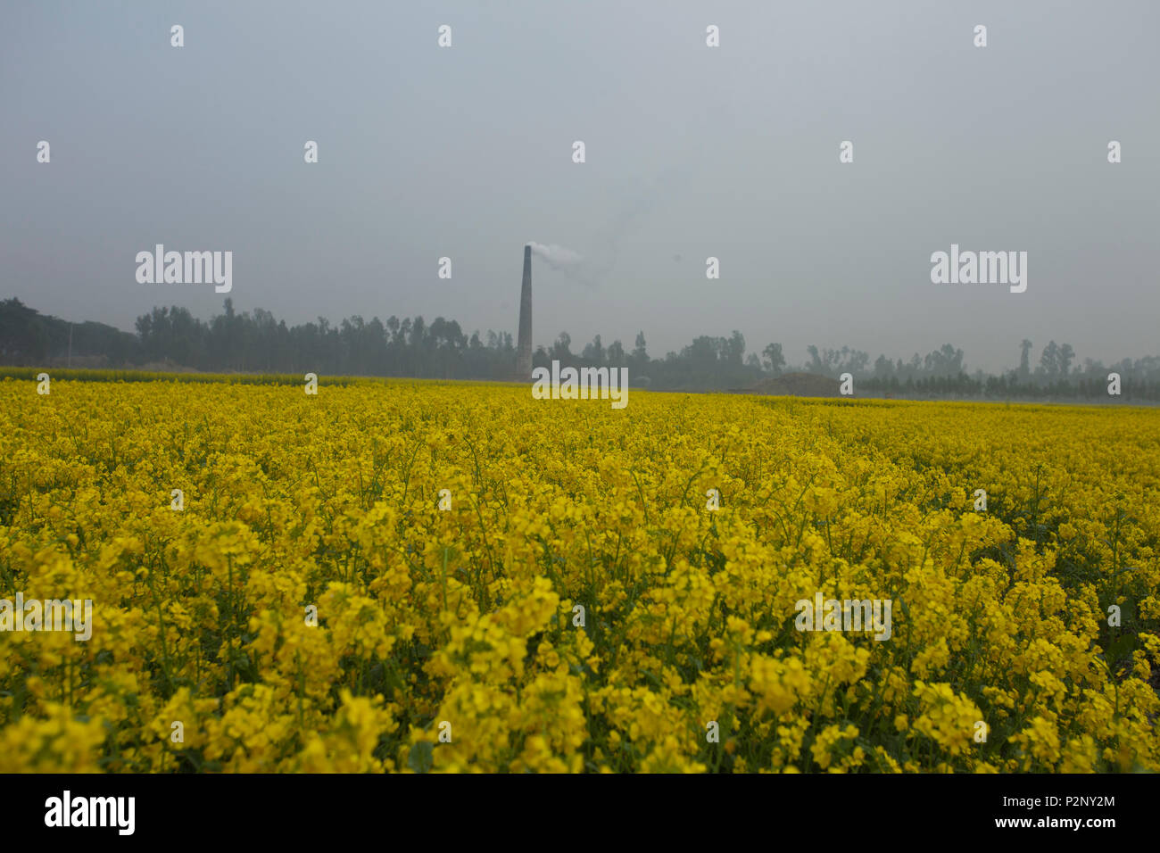 Une cheminée d'une brickfield à côté d'un champ de moutarde à Chalan Beel à Natore émet de la fumée, ce qui menace à l'environnement et véritablement responsable de la Banque D'Images