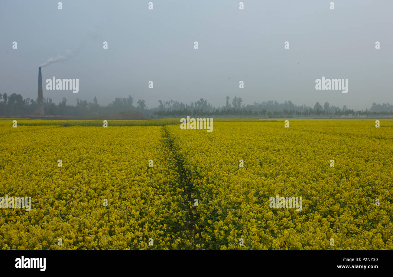 Une cheminée d'une brickfield à côté d'un champ de moutarde à Chalan Beel à Natore émet de la fumée, ce qui menace à l'environnement et véritablement responsable de la Banque D'Images