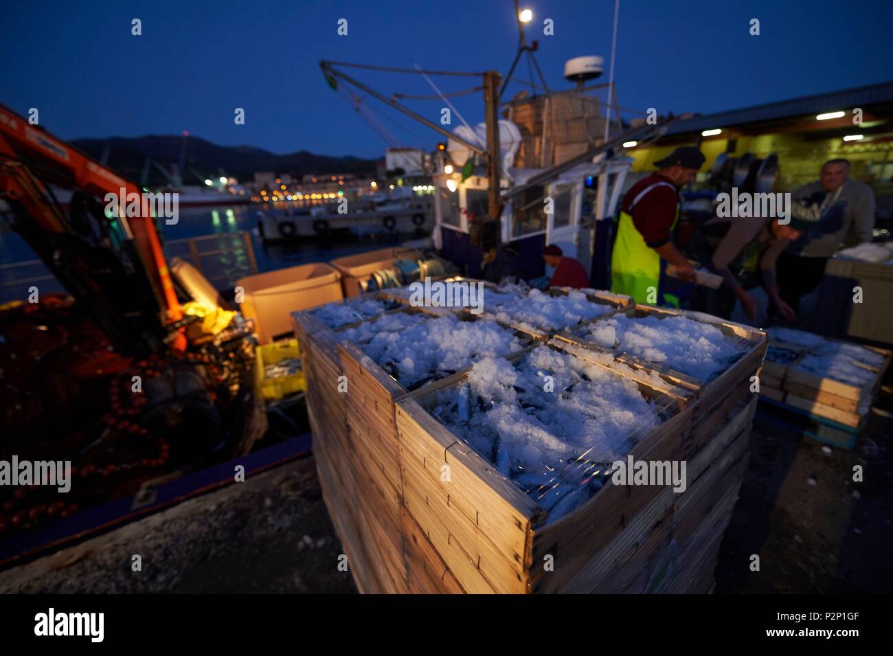 France, Pyrénées Orientales, Port Vendres, pêche à la sardine, le débarquement sur le quai du port de commerce Banque D'Images