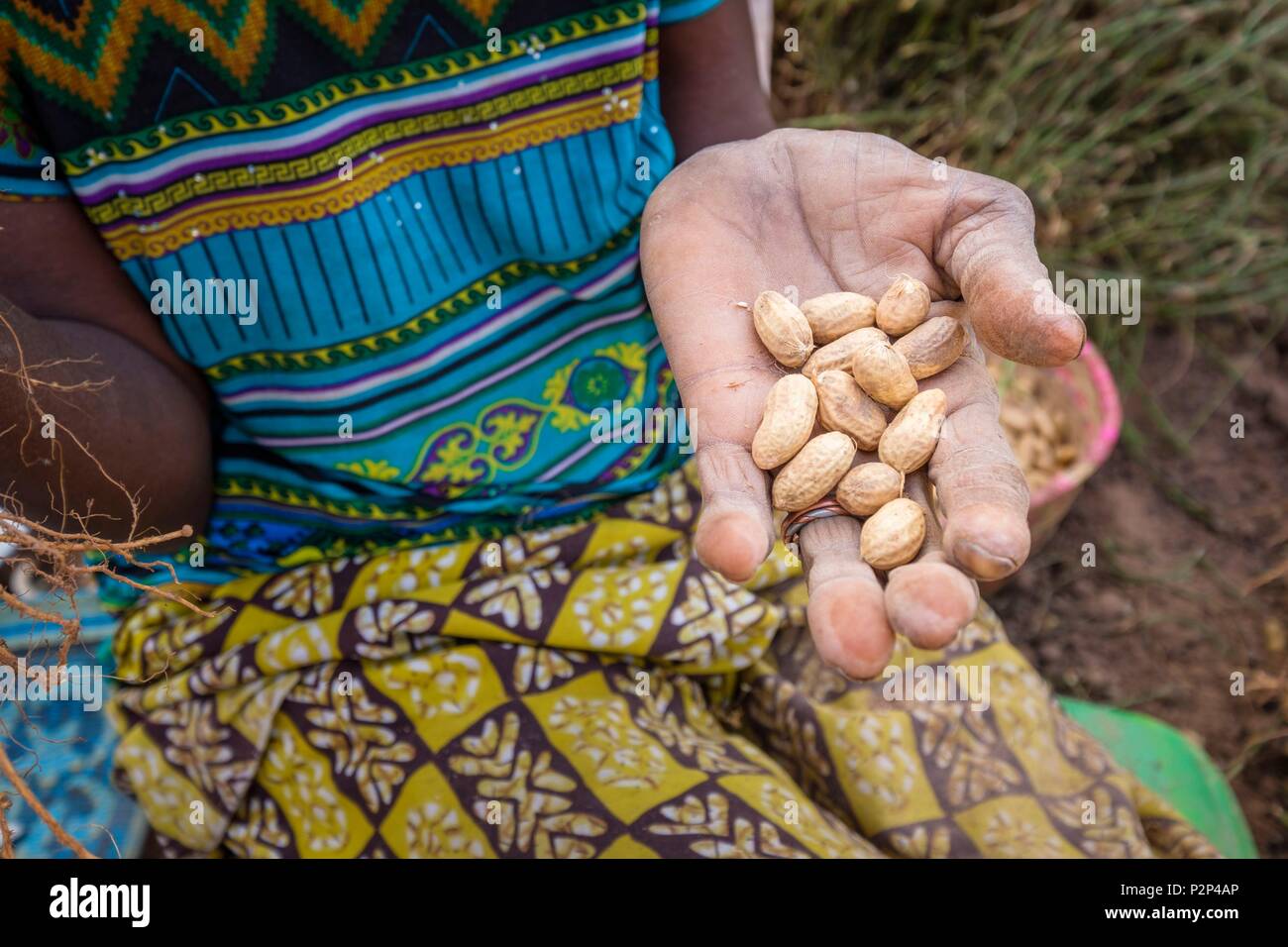 Le Burkina Faso, région des Cascades, Tengrela, la récolte d'arachide (Arachis hypogaea) ou de l'arachide Banque D'Images