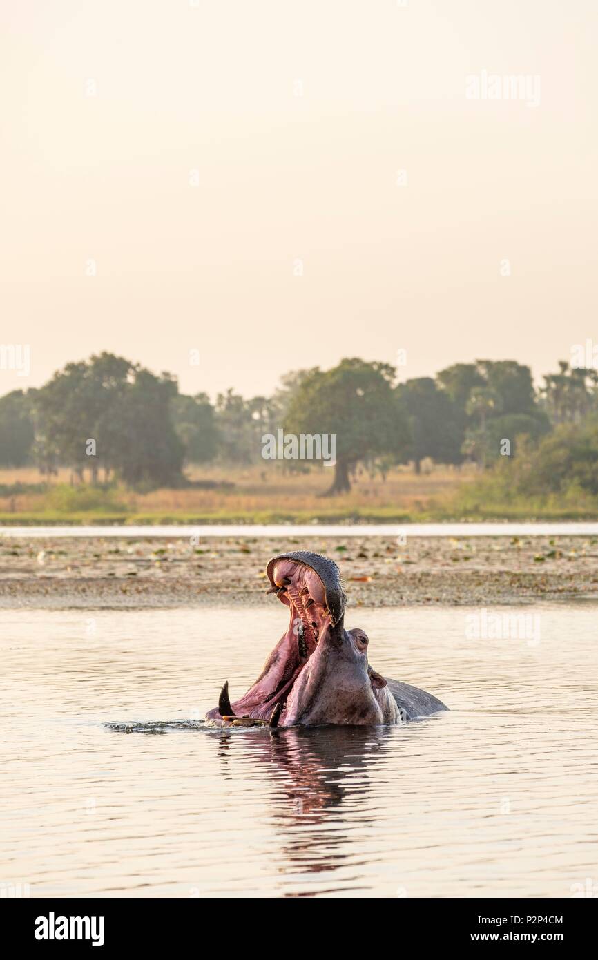 Le Burkina Faso, région des Cascades, Tengrela, d'hippopotame dans le grand lac Banque D'Images