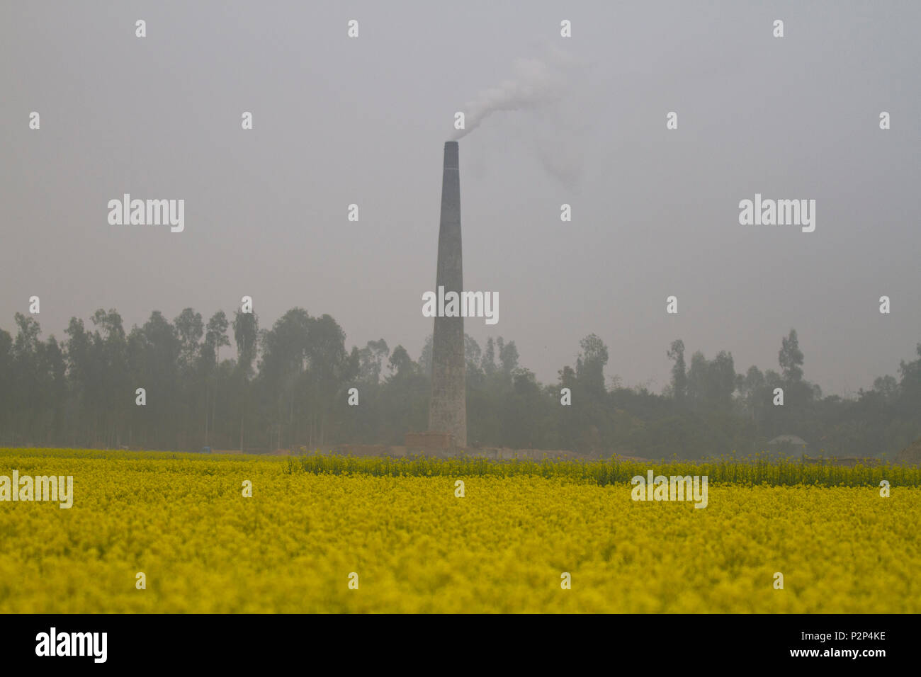 Une cheminée d'une brickfield à côté d'un champ de moutarde à Chalan Beel à Natore émet de la fumée, ce qui menace à l'environnement et véritablement responsable de la Banque D'Images