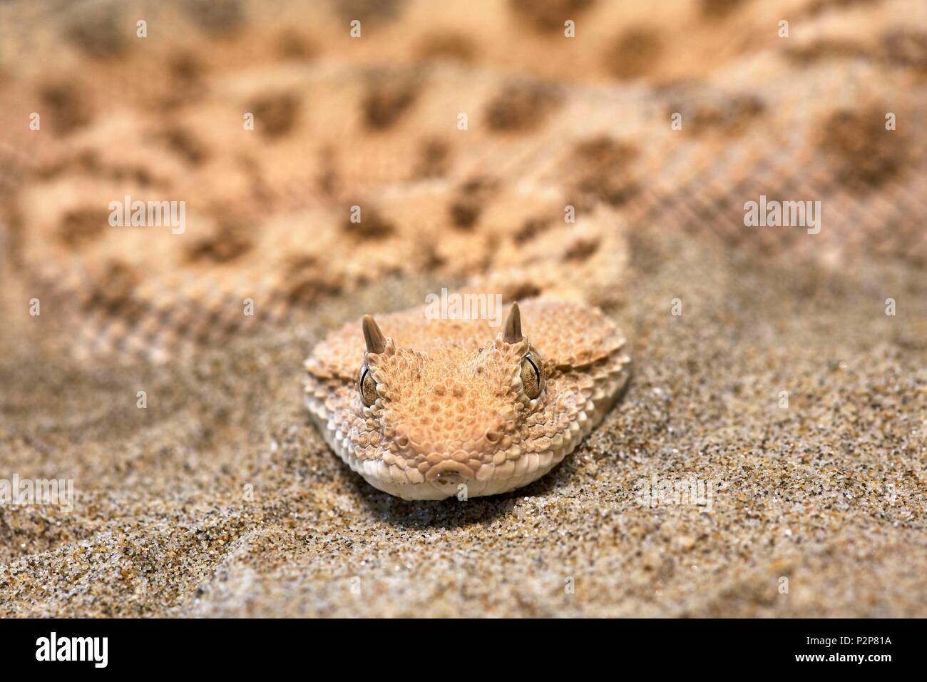 La France, l'Ariège, La Bastide de Serou, Reptiles farm, Vipéridés, Close up of saharienne (Vipère à cornes Cerastes cerastes) Banque D'Images