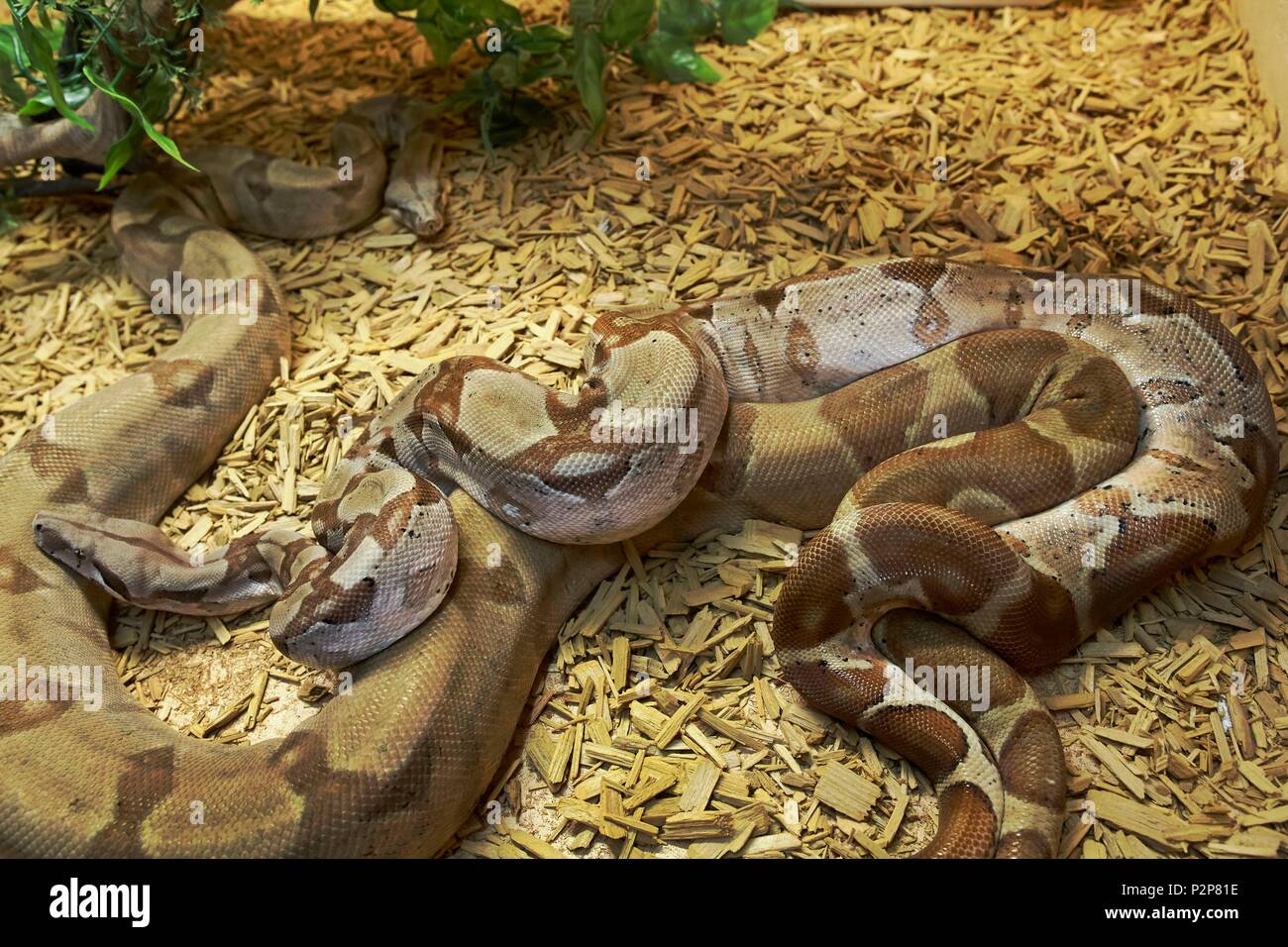 La France, l'Ariège, La Bastide de Serou, Reptiles, ferme des Boïdés, l'Accouplement de boa constrictor de Colombie ou cerf rouge (Boa Boa constrictor imperator), Annexe II de la CITES, l'annexe B de la CEE Banque D'Images