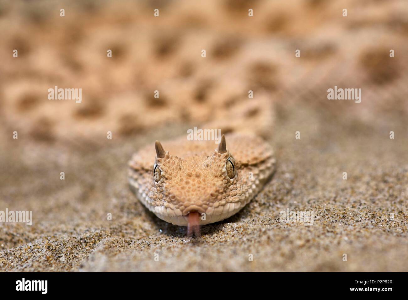 La France, l'Ariège, La Bastide de Serou, Reptiles farm, Vipéridés, Close up of saharienne (Vipère à cornes Cerastes cerastes) Banque D'Images