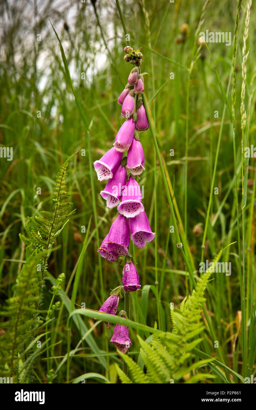 UK, Cornwall, Bodmin Moor, Mount village, gros plan des fleurs rose sauvage en bordure d'bord Banque D'Images