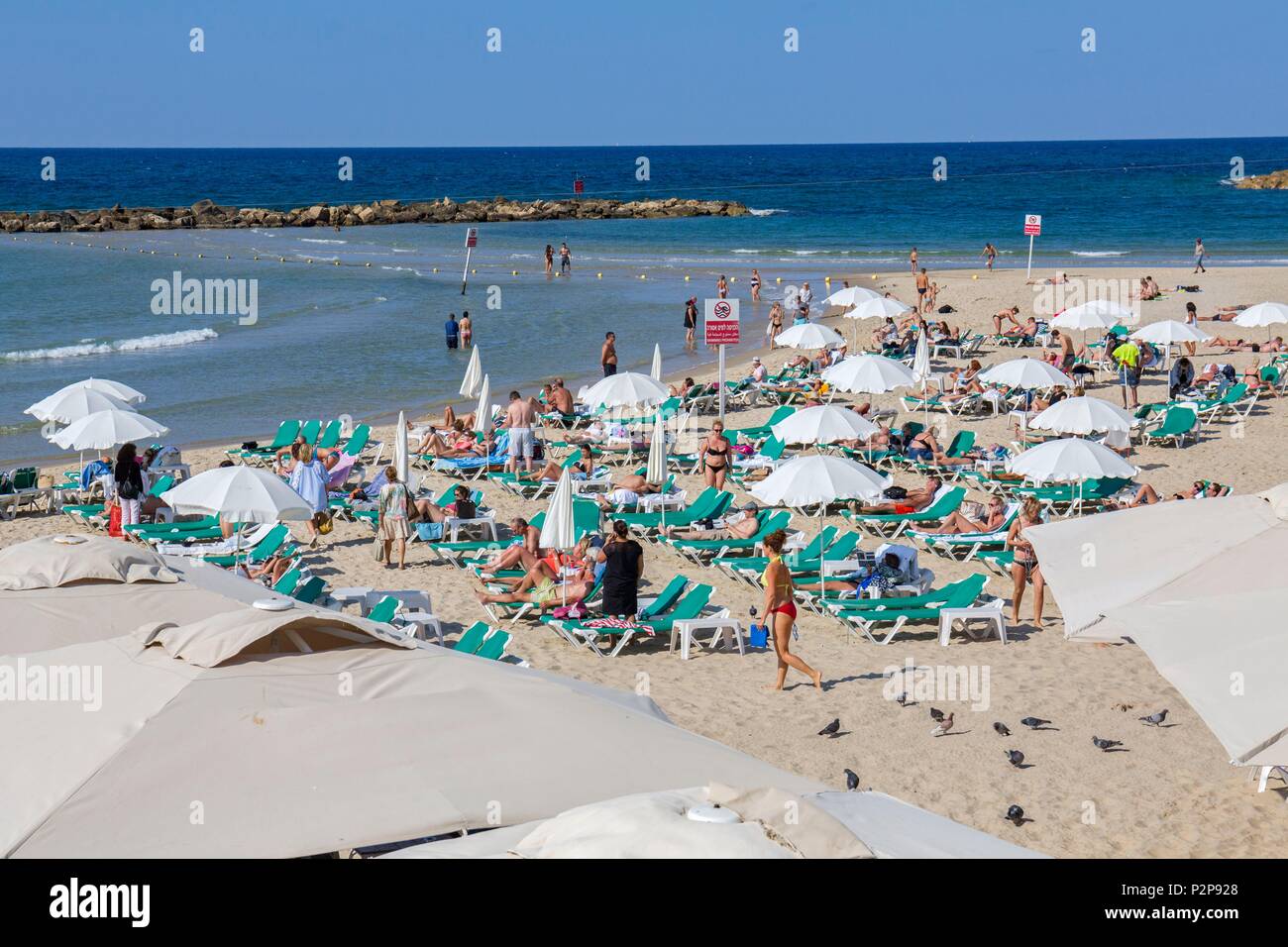 Israël, Tel Aviv, plage, parasols, transats, baignade Banque D'Images