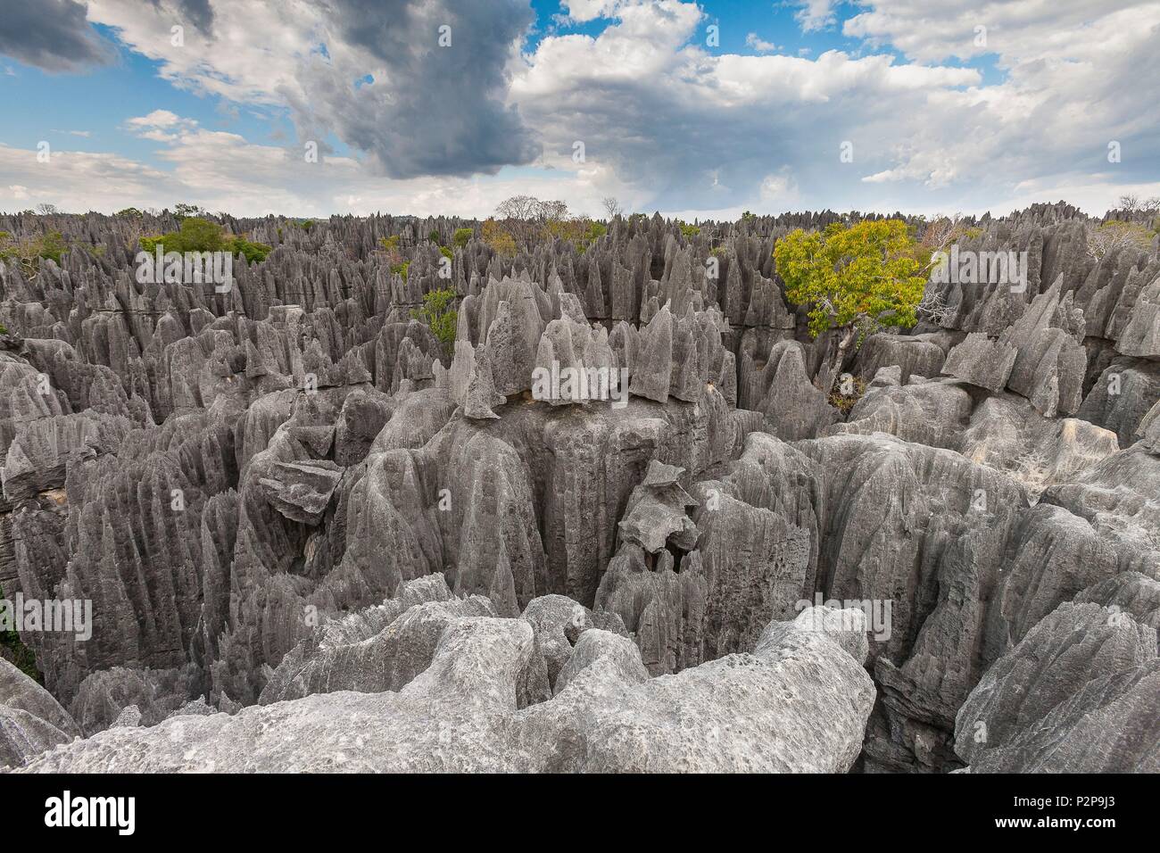 Madagascar, région du Nord-Ouest, Tsingy de Bemaraha, classé au Patrimoine Mondial par l'UNESCO Banque D'Images