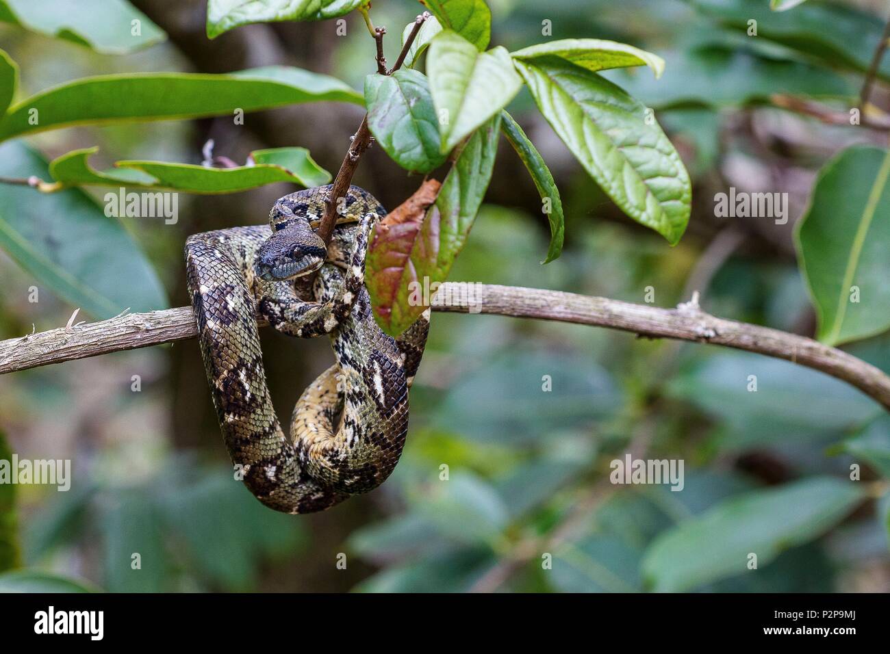 Madagascar, à l'Est, Boa (Sanzinia madagascariensis) Banque D'Images